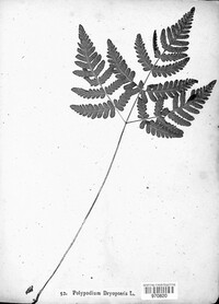 Gymnocarpium dryopteris image